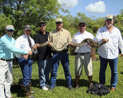 Six grown men wearing baseball caps with their arms out and holding a python in their hands