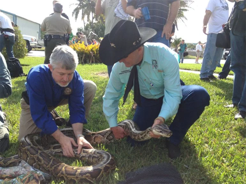 florida-putting-squeeze-invasive-snakes