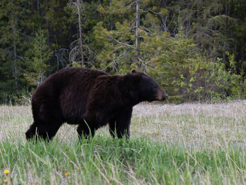 Florida Black Bears Get a 2016 Stay of Execution