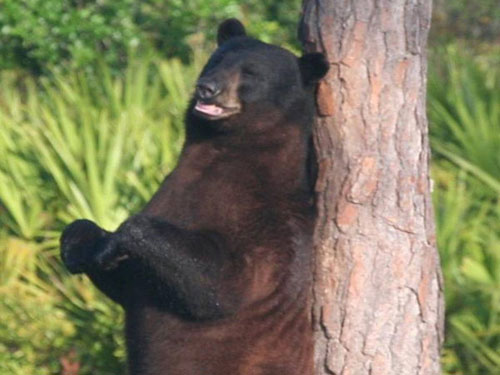 Good News, Bears! No Hunting for You in Florida this Year