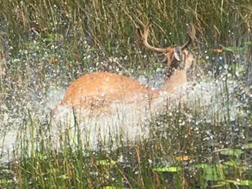 Update from Alligator Ron Bergeron Regarding the  Global Everglades High Water Emergency