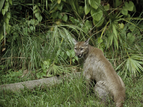 Image Florida panther looking right into the camera