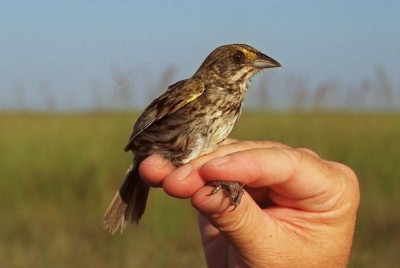 Little bird perched on a hand