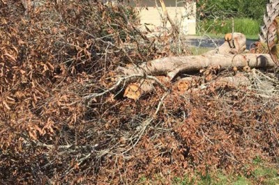 piles of dead tree limbs