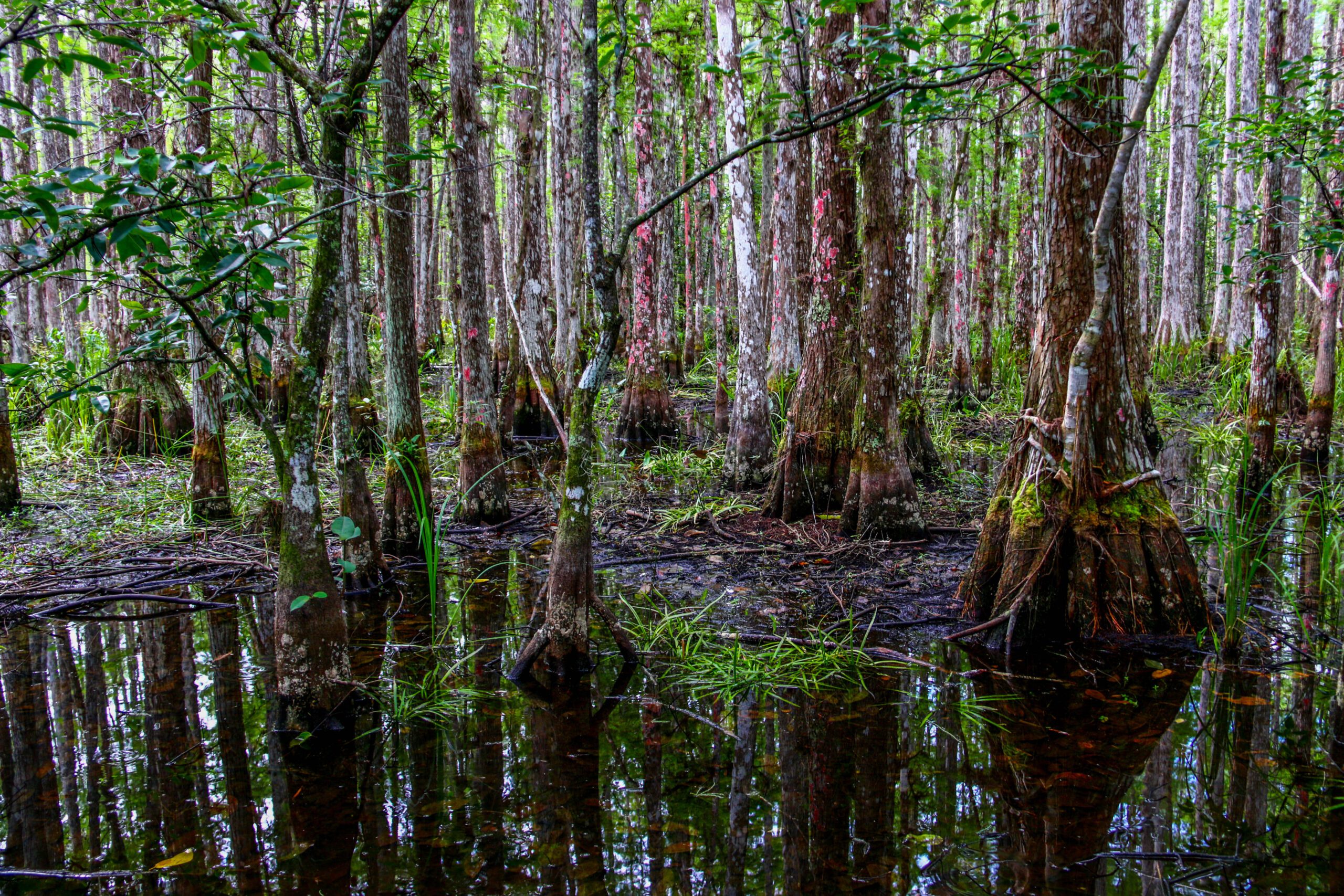 U.S. Army Corps of Engineers working to move more water south to Florida Bay