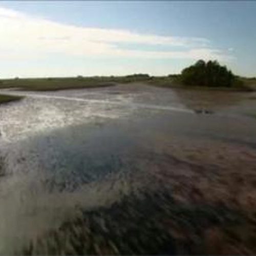 High water levels threaten survival of Everglades, expert warns