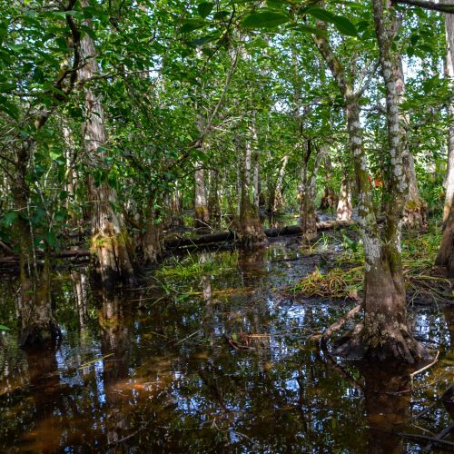 Federal money clears way for bridge project along Tamiami Trail to help revive Everglades