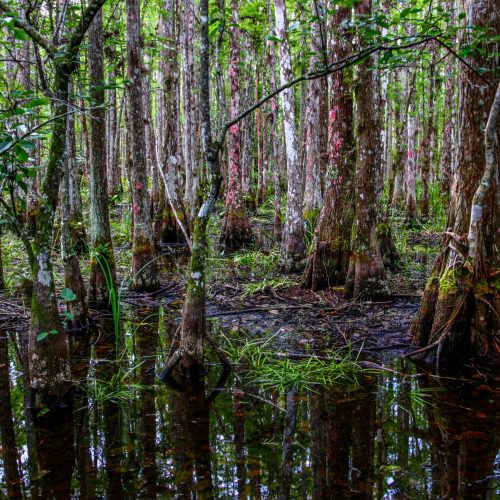 U.S. Army Corps of Engineers working to move more water south to Florida Bay