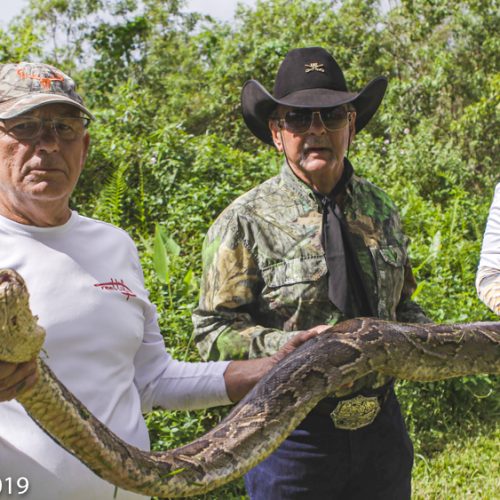 FLORIDA MAN CAPTURES 16-FOOT PYTHON AND NEARLY 50 HATCHING EGGS BENEATH HOME