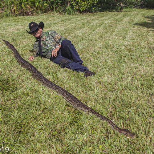 A win for the Everglades’: 5,000 pythons removed in state-sponsored capture program