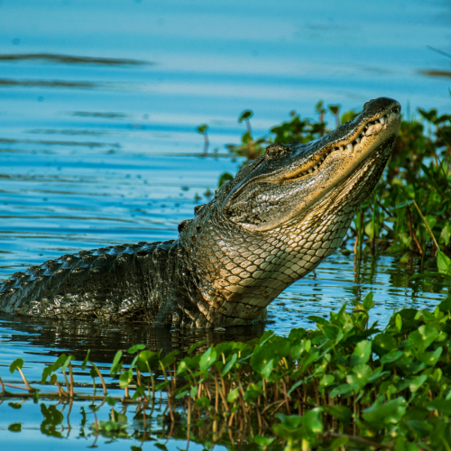 He Was Just Appointed To The South Florida Water District, But Who Is “Alligator Ron?”