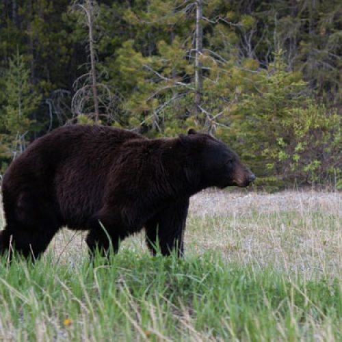 Florida Black Bears Get a 2016 Stay of Execution