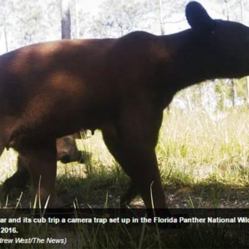 Florida’s FWC says ‘no’ to bear hunt in 2017