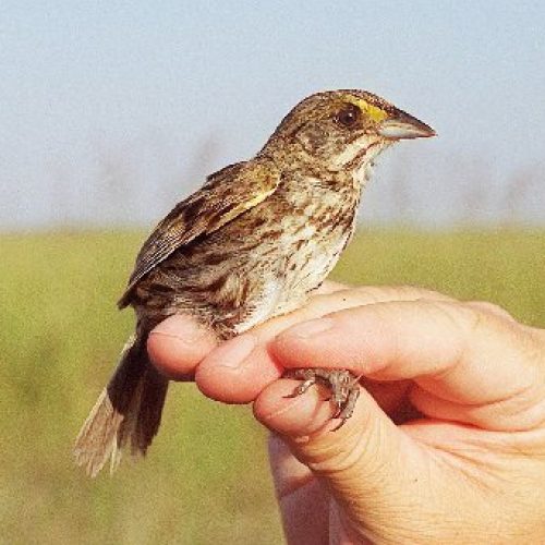 Protecting sparrows limits flow to Everglades