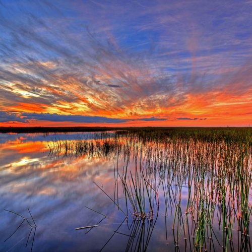 Recent rains causing tragic battle for survival in Everglades