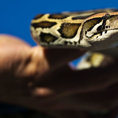 Five Days in the Glades with Florida’s Wild Python Hunters