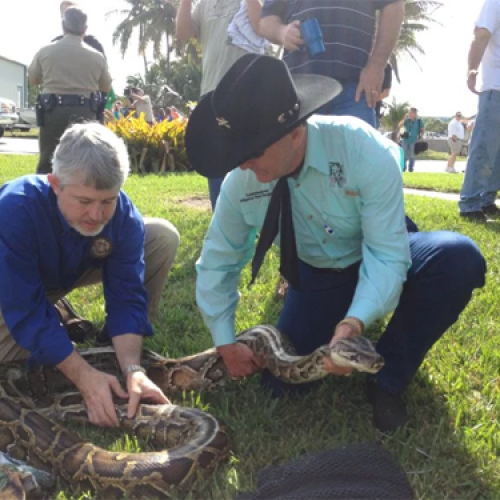 Florida Putting Squeeze on Invasive Snakes with ‘Python Challenge’ Hunt