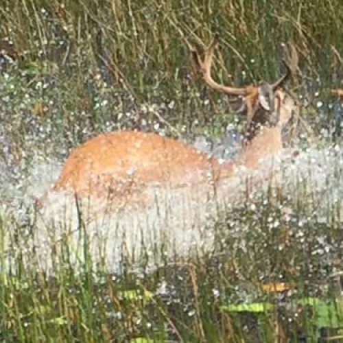 Update from Alligator Ron Bergeron Regarding the  Global Everglades High Water Emergency