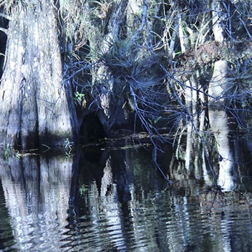 Keeping the Everglades Flowing