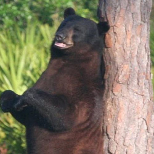 Good News, Bears! No Hunting for You in Florida this Year