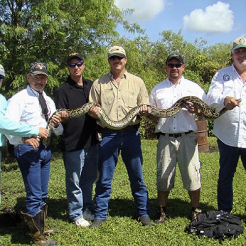 Florida Goes to War Against the Python